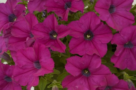 petunia 'Ray Purple'